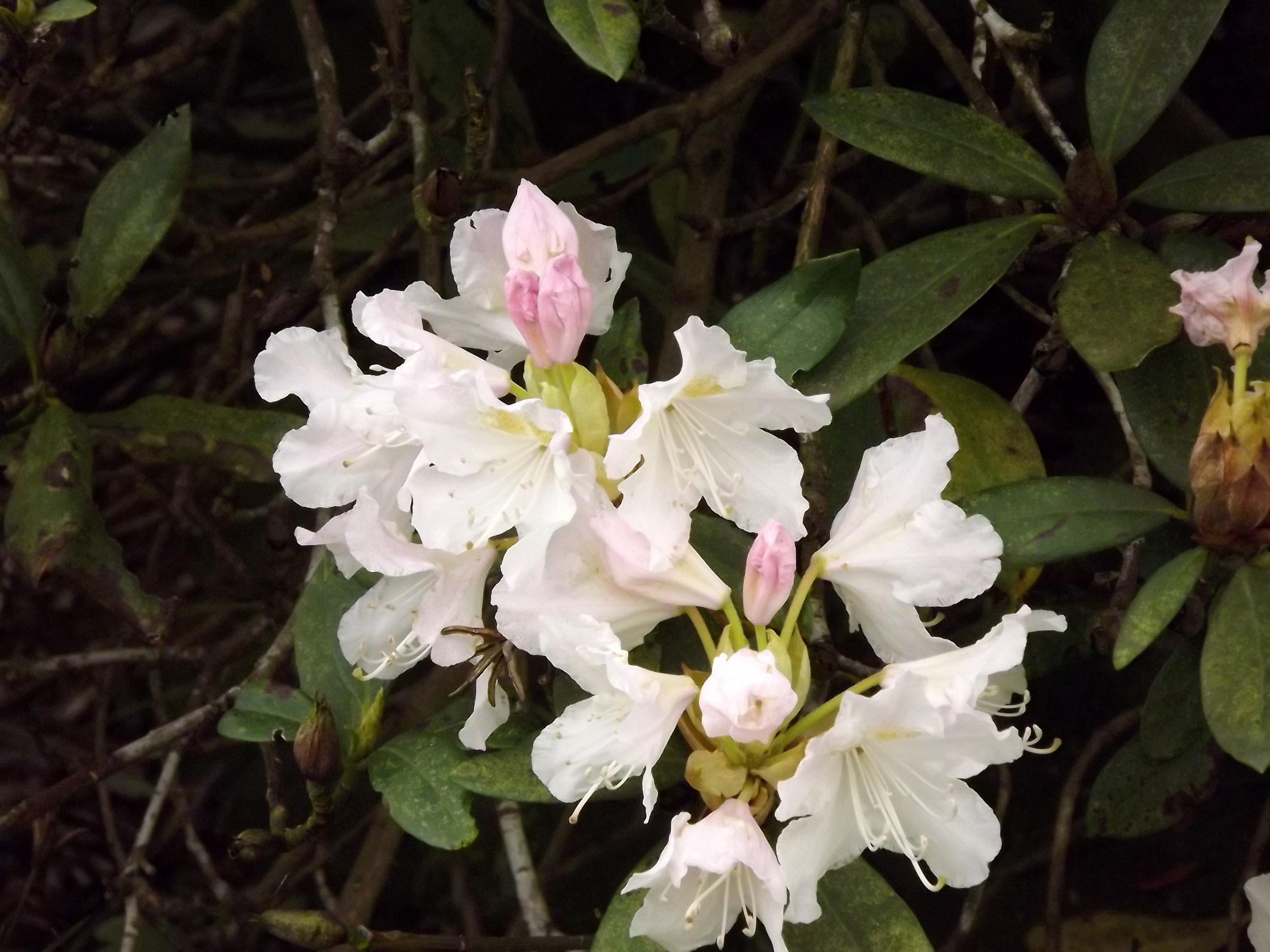 6002-rhododendron-weiss-rosa-blueten