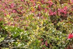 5875-quitten-blueten-blaetter-rosa-gruen-verlauf