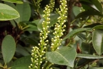 5880-flieder-knospen