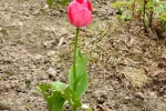 5881-tulpe-rosa