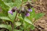5884-hostas-blueten