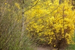 5889-gelb-bluehendes-gebuesch