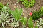 5894-aufbluehende-tulpen