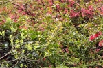 5896-rosa-bluehten-frisches-gruen-verlauf