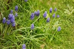 5909-blaue-blueten