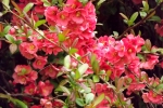 5912-rosa-quitten-blueten
