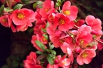 5915-rosa-quitten-blueten