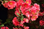 5916-rosa-quitten-blueten