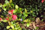 5917-rosa-quitten-blueten-gruene-blaetter