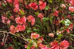 5918-rosa-quitten-blueten