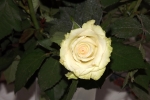 5972-weisse-gruene-rose