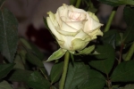 5974-weisse-gruene-rose