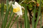 5982-narzissen-osterglocke-gelbe-weisse-blume