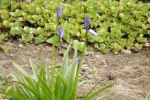 5983-aufbluehende-blaue-blueten