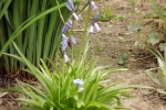 5984-aufbluehende-blaue-blueten