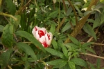 5987-rembrandt-tulpe