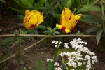 5988-rembrandt-tulpe