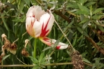 5990-rembrandt-tulpe