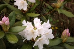 5991-rhododendron-weiss-rosa-blueten