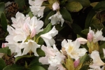 5992-rhododendron-weiss-rosa-blueten