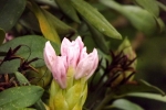 5993-rhododendron-weiss-rosa-blueten