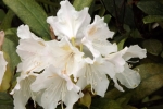 5994-rhododendron-weiss-rosa-blueten
