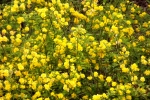 5998-viele-gelbe-blueten