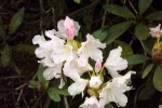 6002-rhododendron-weiss-rosa-blueten