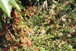 beeren-rot-blatter-gruen