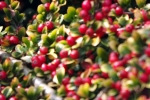 bodendecker-beeren-nah