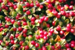 bodendecker-blaetter-beeren