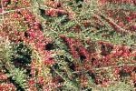 bodendecker-mit-fruechte-dicht
