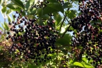 hollunderbeeren