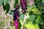 kermesbeeren