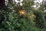 baeme-sonne