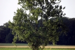 baum-auf-feld