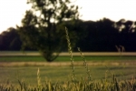 baum-feld-daemmerung