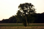 baum-feld