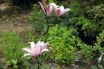 bluehende-lilien