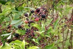 brombeeren