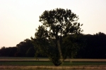 kornfeld-baum