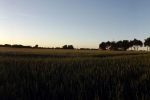 kornfeld-panorama