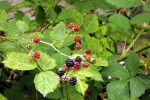 reife-und-unreife-brombeeren