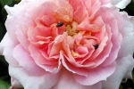 rosa-rose-nah
