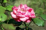 rosa-rose