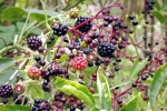 rot-schwarz-brombeeren