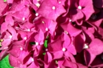 rote-hortensien-bluete-nah