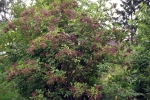 unreife-hollunderbeeren