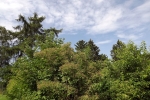 wald