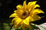 5312-sonnenblume